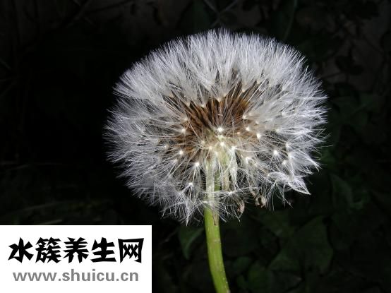 蒲地藍(lán)消炎口服液