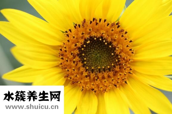 蓮藕的功效與作用