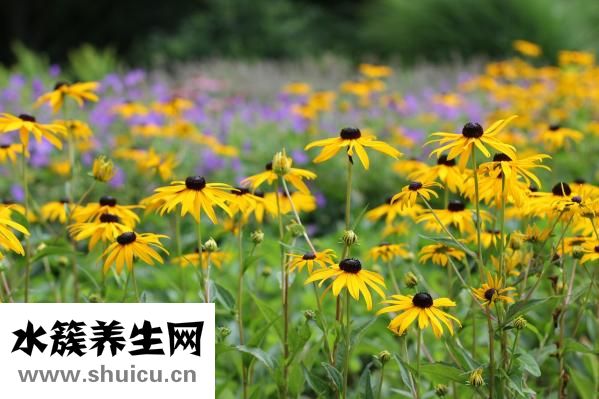 人參的功效與作用