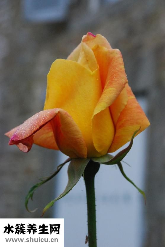 地瓜的功效與作用