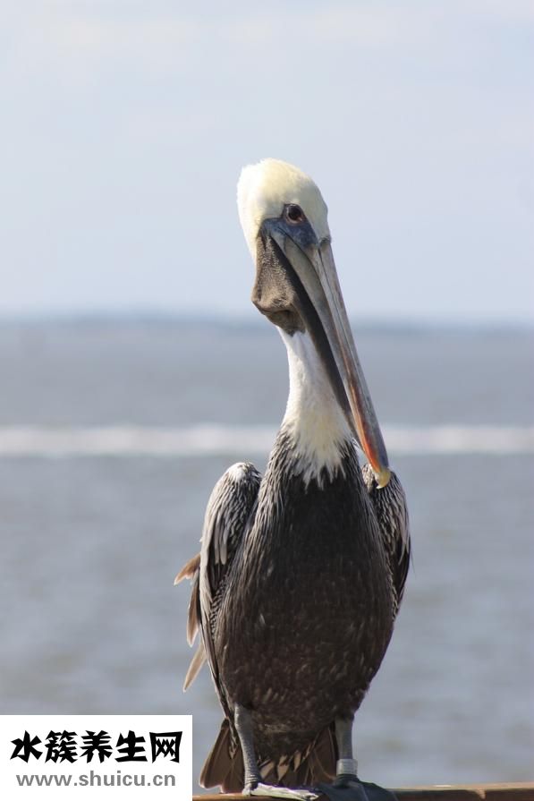 胃寒的癥狀有哪些