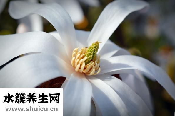 茵陳的功效與作用