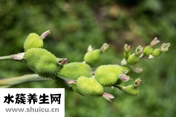 板藍根的功效與作用