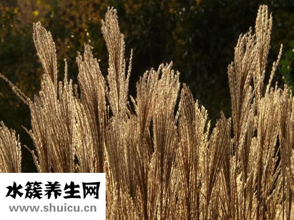 法半夏的功效與作用