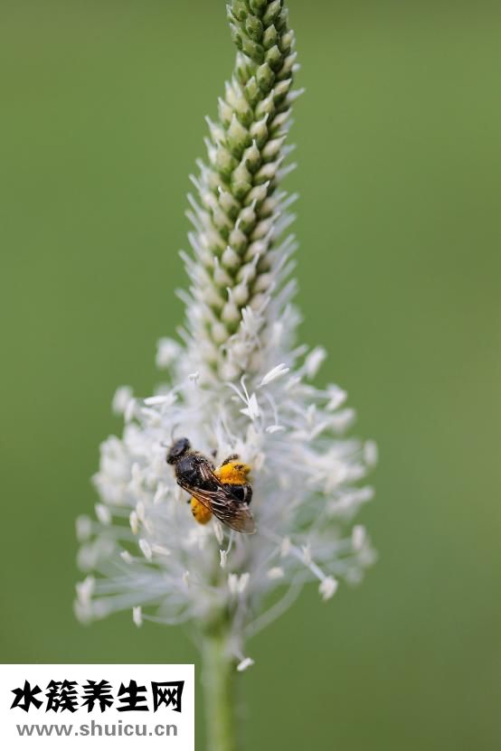 車前子的功效與作用