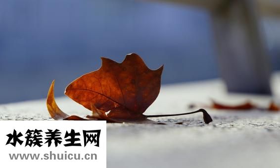 車前子的功效與作用