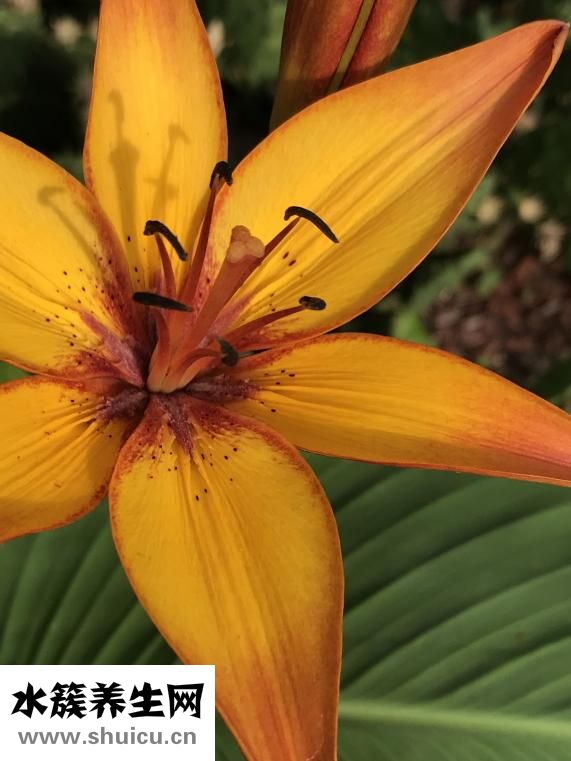 黃花菜的功效與作用