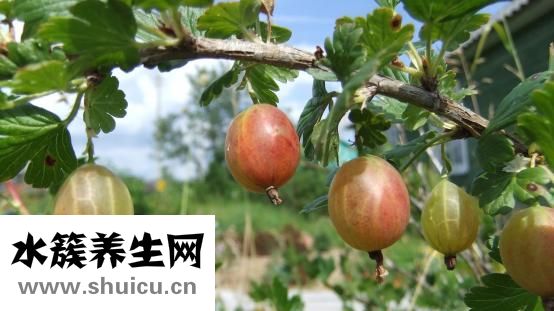 番石榴的功效與作用