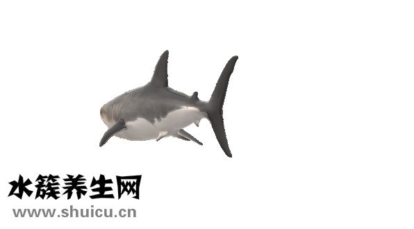 裙帶菜和海帶的區(qū)別