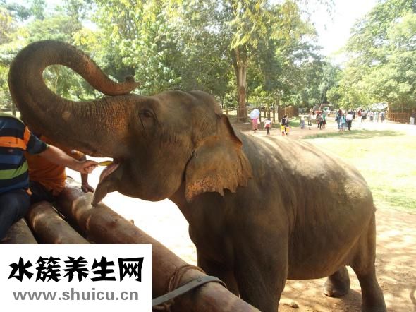 狂犬疫苗多少錢