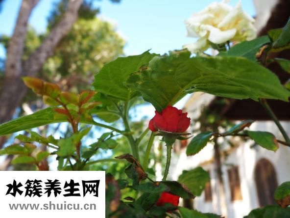 玫瑰花的功效與作用