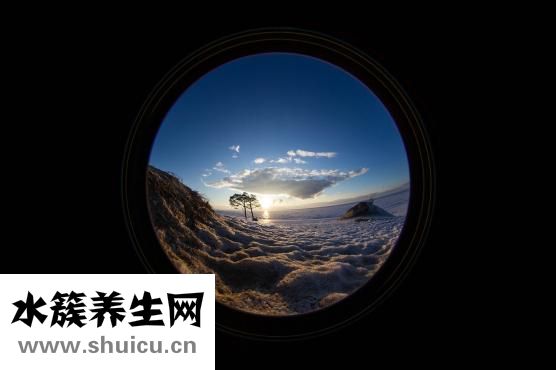 百部的功效與作用