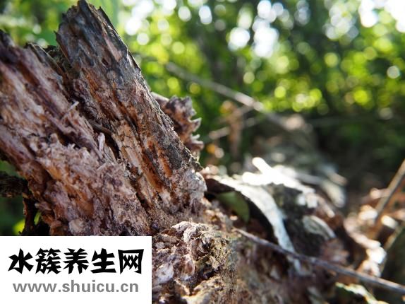 山藥丸子的家常做法