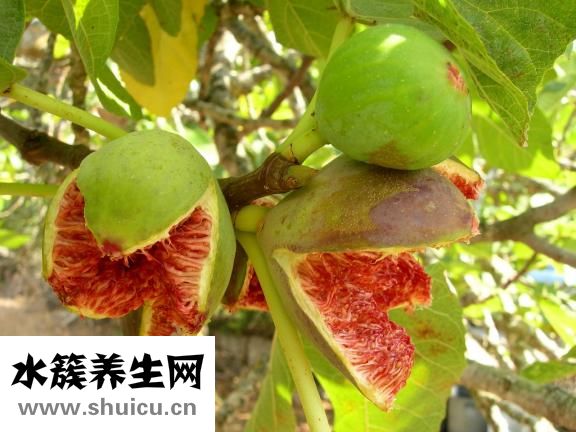 咸金桔的腌制方法