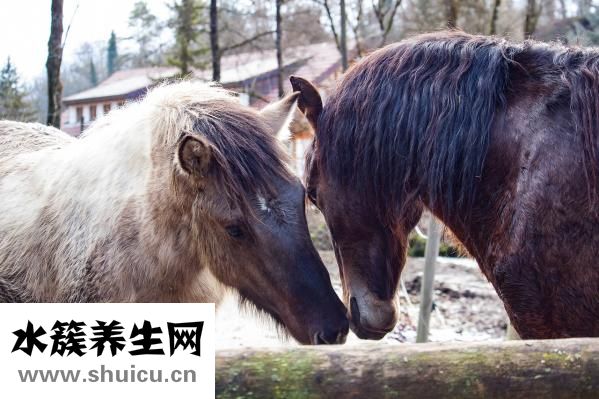 孕婦吃蘿卜好嗎