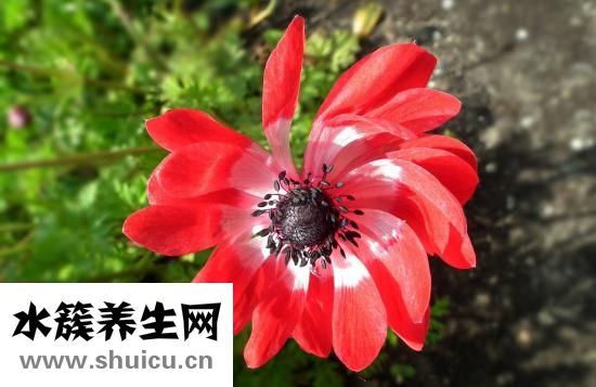 什么運動減肚子