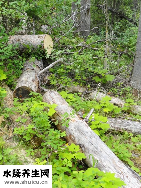 怎么讓大姨媽快點來