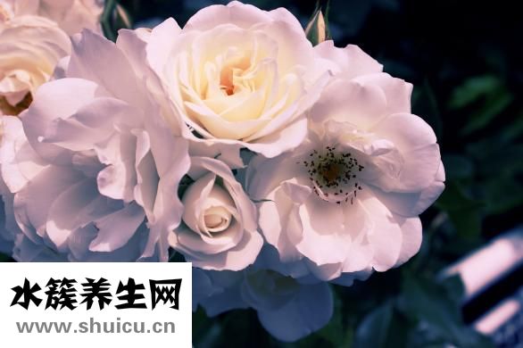 山梔子的功效與作用