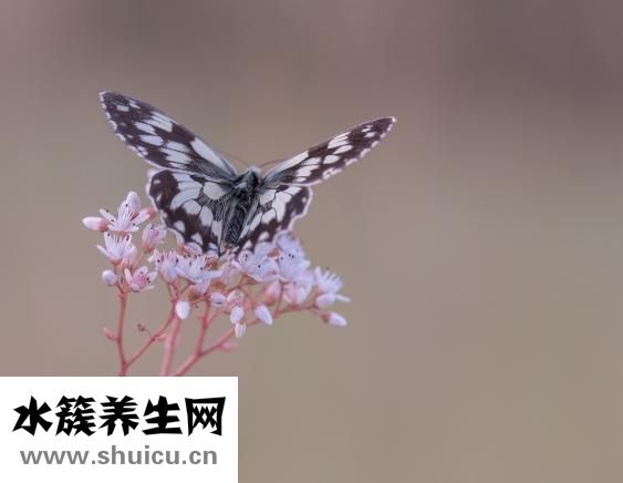 晚上喝姜水好嗎