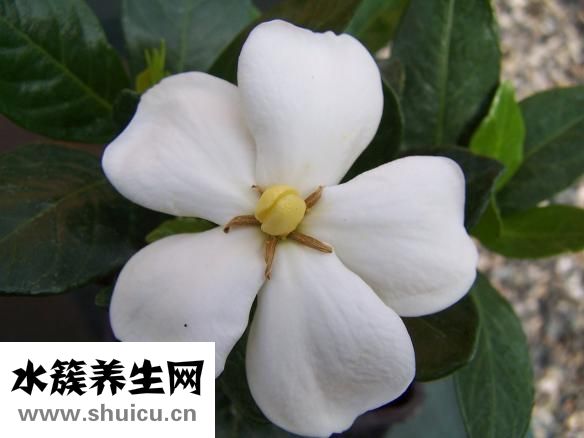 山梔子的功效與作用