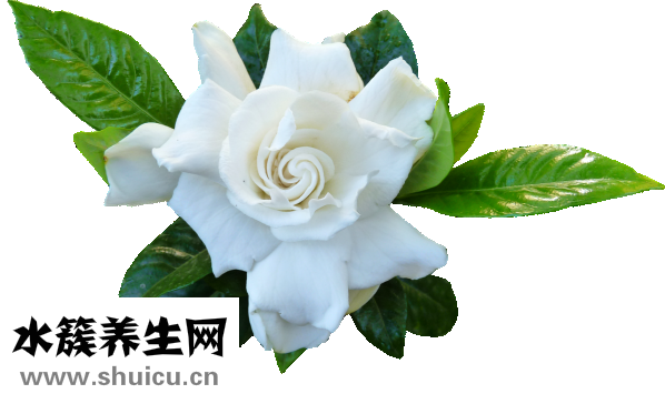 山梔子的功效與作用