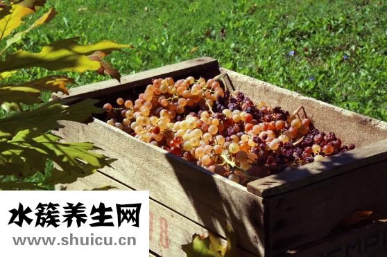 提子含糖量高嗎