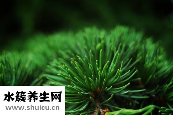 夜交藤是首烏藤嗎