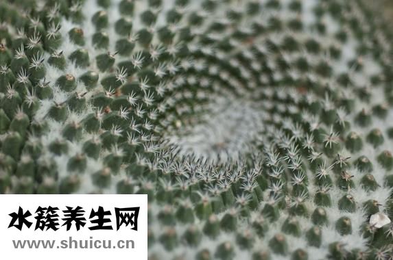 幽門桿菌傳染嗎