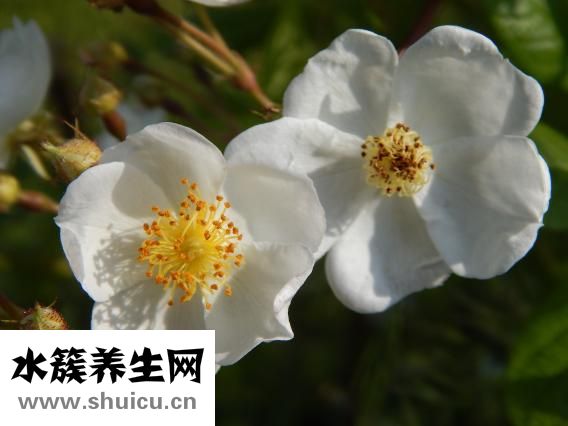 什么是風疹病毒