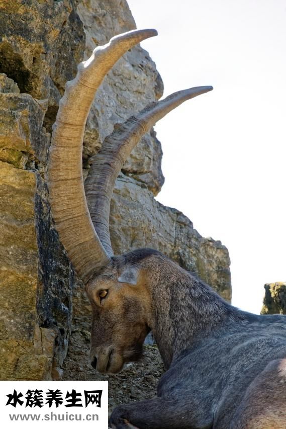 接筋手術(shù)多少錢