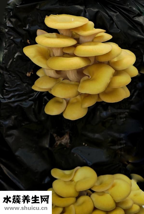 孕婦能吃大棗嗎