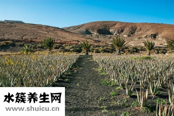 仙人掌有什么功效