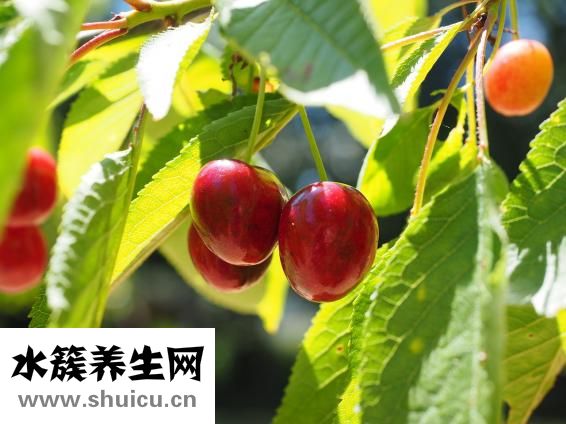 孕婦可以吃櫻桃嗎