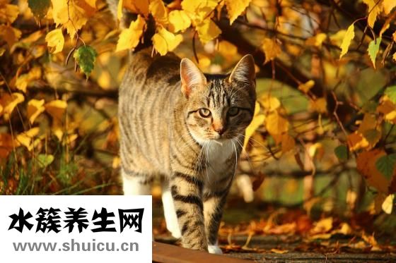 女人右臉長痣圖解