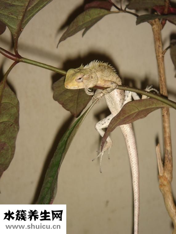 養(yǎng)生之道網(wǎng)