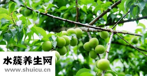 孕婦可以吃青梅嗎