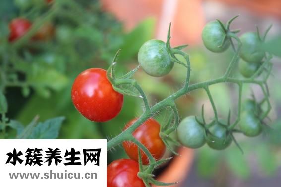 孕婦可以吃青梅嗎