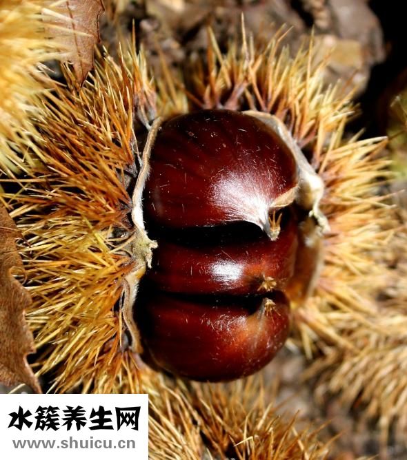 發(fā)芽的板栗還能吃嗎