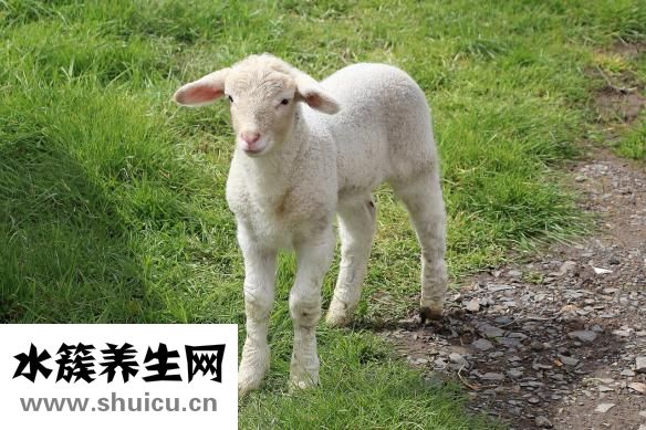 心悸心慌該怎么辦