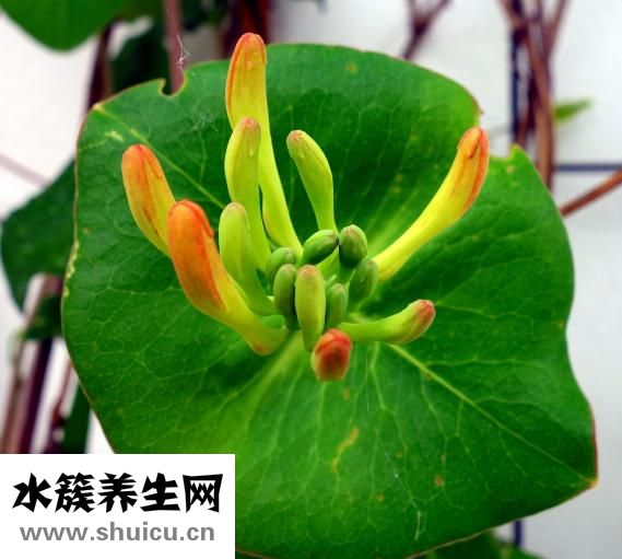 復方金銀花顆粒