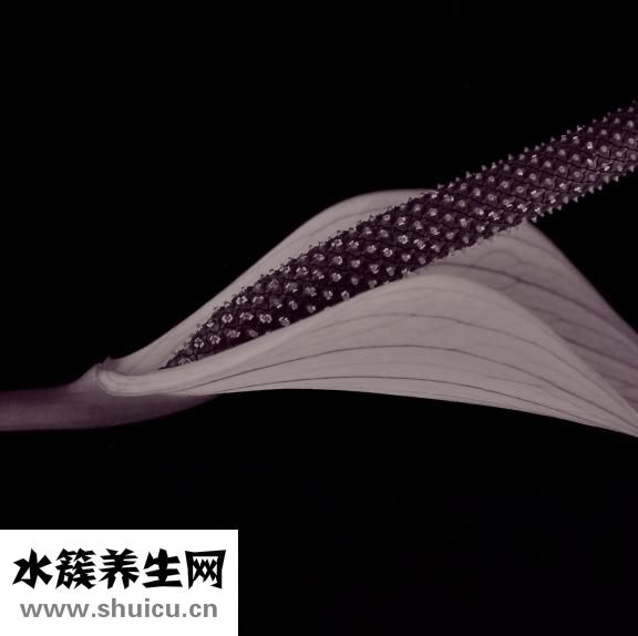 天麻的藥用價值