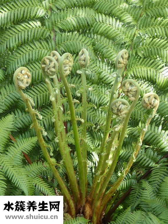 孕婦能吃蕨菜嗎