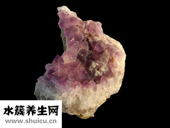 孕婦能吃蕨菜嗎