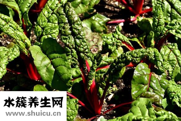 孕婦可以吃楊梅嗎