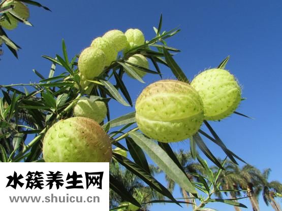 孕婦可以吃楊梅嗎