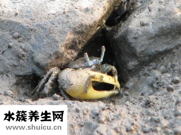 小龍蝦上市時間