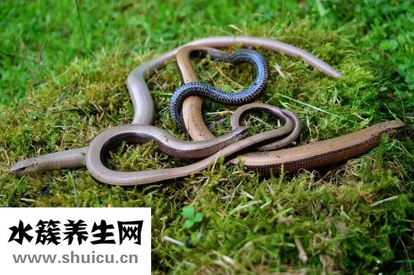 一根烤腸的熱量