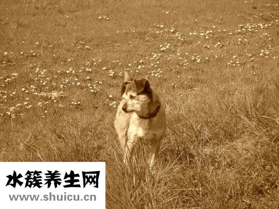 孕婦能不能吃狗肉