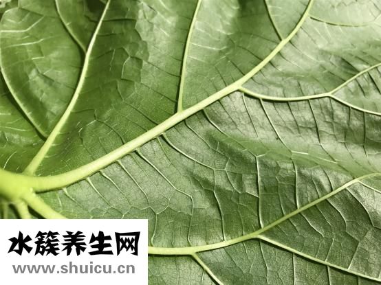 上火會引起痔瘡嗎