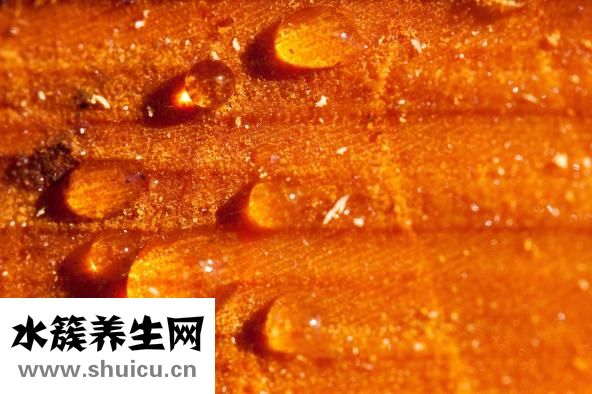 促進(jìn)傷口愈合的食物